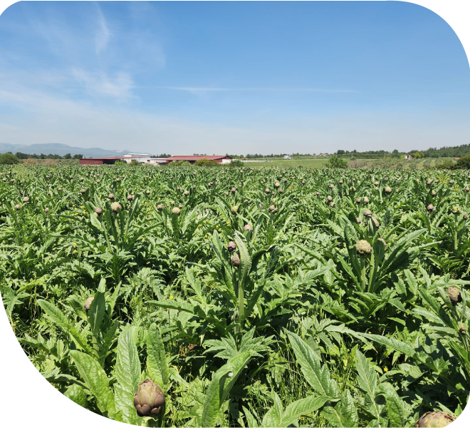 Anadoludan Gelen Lezzet